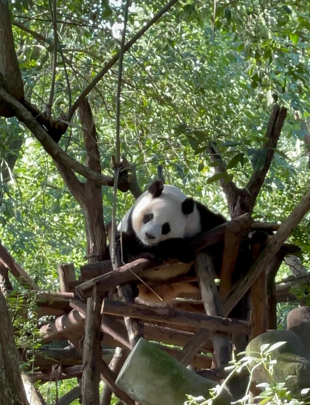 "Pandas, Peaks &amp; Palaces: A 5-Day Luxury Expedition to Jiuzhaigou &amp; The Emerald Highlands"